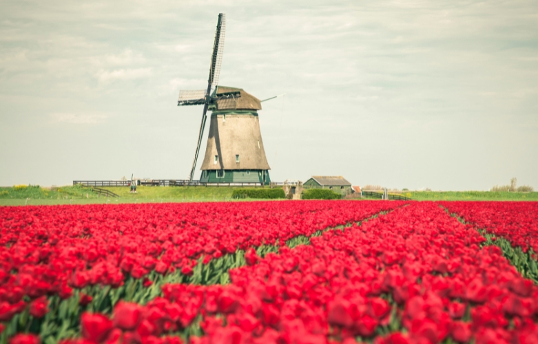 Holenderski wiatrak